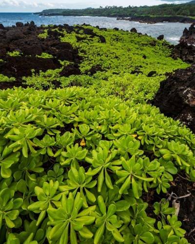 The LavaRock Collection